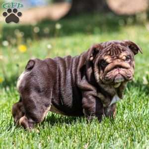 Chanel Cocoa, English Bulldog Puppy